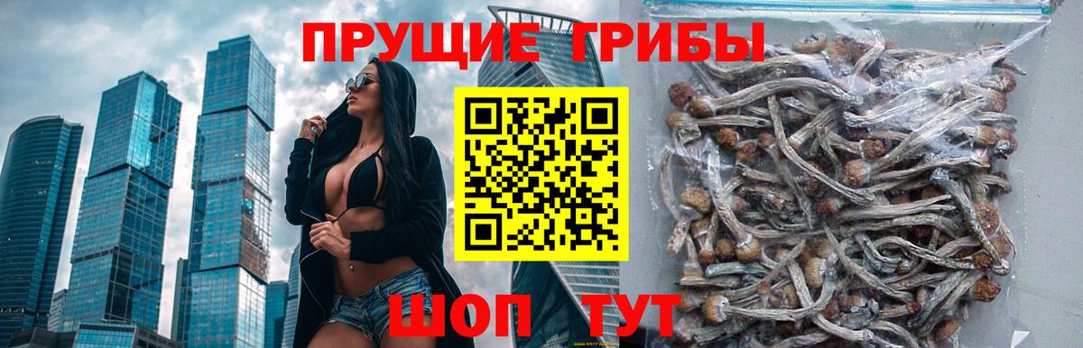 Чита  Псилоцибиновые грибы GOLDEN TEACHER  Вход с VPN 